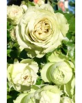 Роза флорибунда Лавли Грин | Троянда флорібунда Лавлі Грін | Rose floribunda Lovely Green